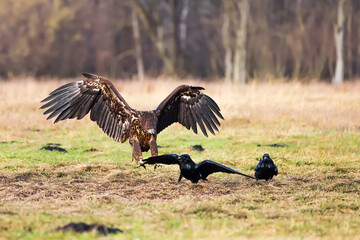 White-tailed eagle (Haliaeetus albicilla) has its wings outstretched