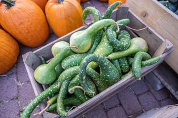 green snake gourds in a wooden box for sale at a farm, high angle view
