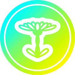 blooming flower circular in cold gradient spectrum