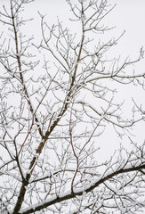 Fototapeta na wymiar Tree with white snow on a branch close-up. Photography, winter nature.
