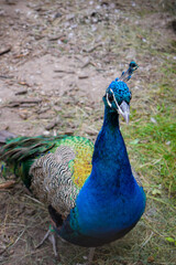 Obraz premium a colorful blue peacock walks around the garden