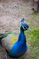 Fototapeta premium a colorful blue peacock walks around the garden