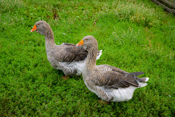 two geese are walking on the grass