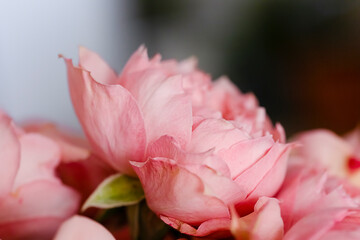 Fototapeta premium Beautiful pink rose close-up on a blurry background with space for copy. Beautiful postcard with blossoming flower, Delicate pink color, mother's day greeting card, birthday card