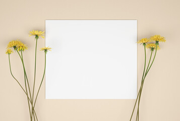 Flowers composition. Pattern made of yellow dandelion flowers on beige background. white paper. Flat lay, top view