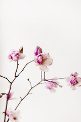 Beautiful pink magnolia flower tree branch blooming close up against white background. Spring home decor. Botany wallpaper. Copy space.