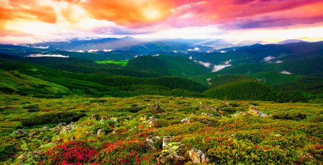 blossoming red flowers in the mountains, amazing panoramic nature scenery	