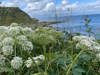 flowers on the mountain