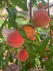 Peach Tree