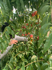 Peach Picking