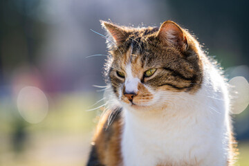 Portrait o multi-colored cat