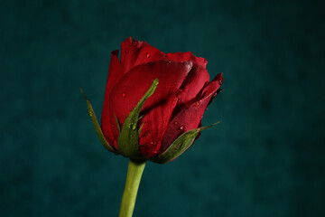gros plan sur une rose rouge avec quelques gouttes de rosée sur un fond texturé turquoise sombre