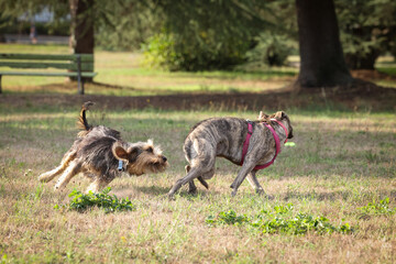 Two playful dogs running and chasing each other in a park. A dynamic and energetic outdoor scene showing canine companionship, fun, and activity in nature.