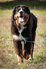 Happy fluffy Bernese Mountain Dog on a walk in nature, enjoying the sunshine. Close-up of a cheerful pet with a leash, standing on a grassy field with a joyful expression