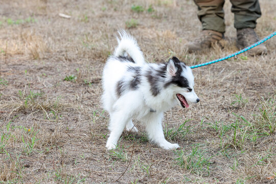 young dog pomsky husky walking on the grass, with a blue leash hold by his master out of sight.