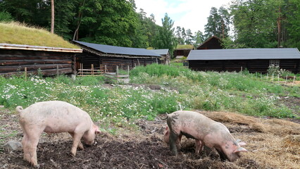 parc historique de Bygdoy à Oslo et Norsk Folkemuseum