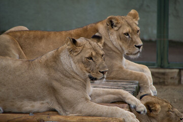 2 lionesses resting with their heads up and looking to the right on a wooden walkway in a zoo. We can guess the head of a 3rd lioness under the walkway. 