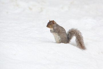 isolated squirrel standing in a snowy plain in Canada