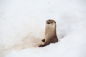 otter isolated and taking the head out of its den in a snowy plain in Canada