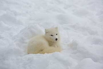 white fox lying down and raising its head in a snow-covered plain in Canada