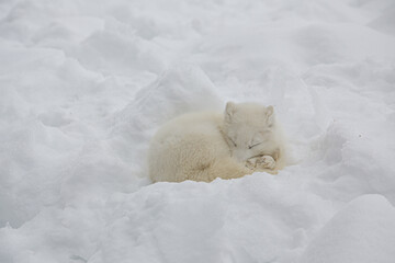 white fox lying down and sleeping in a snow-covered plain in Canada