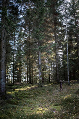 Forêt nordique paisible et lumineuse, avec  la lumière filtrant entre les arbres, sol recouvert de mousse au premier plan