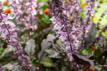 Bloom purple basil plant. Lilac basil flowers in the garden for publication, design, poster, calendar, post, screensaver, wallpaper, postcard, banner, cover, website. High quality photo
