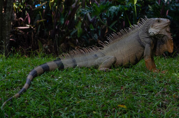 iguana on the grass
