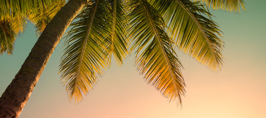coconut tree and sunset sky background 