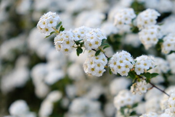 Close-up view of blossom spirea nipponica, Snowmound.