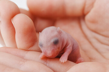 cute little bald newborn hamster in children's hands. 