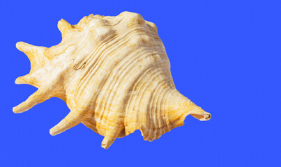 Three shells of sea molluscs isolate on a blue background