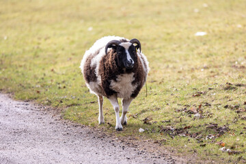 a brown and white rare breed  jacobs ewe standing in a green meadow in springtime