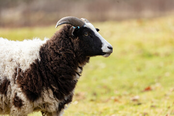 a brown and white rare breed  jacobs ewe standing in a green meadow in springtime
