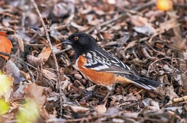 A Spotted Towhee foraging in a natural ground cover habitat.