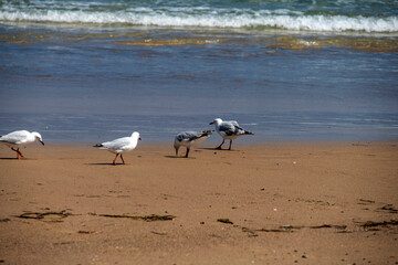 Caves Beach NSW, Australia