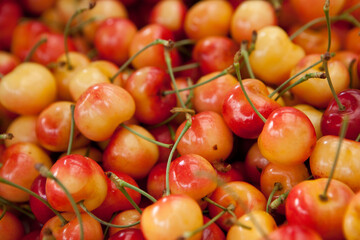Organic Rainier Cherries at a Farmers Market Stand