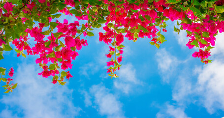 pink flowers with green leaves for banner background
