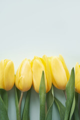 Flowers composition. Yellow tulip flowers on green background. Spring, summer concept
