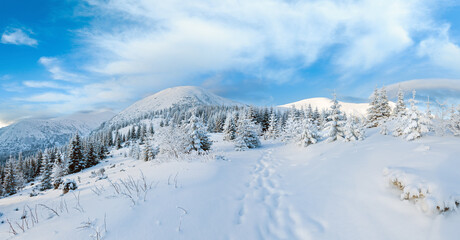 Fototapeta na wymiar Morning winter mountain landscape with fir forest on slope.