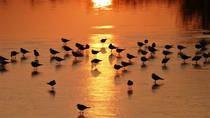 Fototapeta premium Flock of birds on frozen lake in beautiful sunset