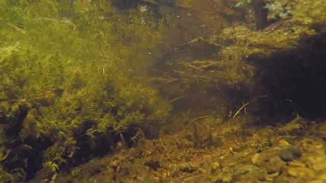 Underwater, travelling forwards amongst pond weed, water boatmen swim at edge of frame