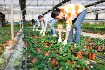 Three hardworking farmers working in a greenhouse remove damaged leaves from strawberries in pots