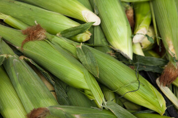 Fresh Corn at a Farmers Market Stand