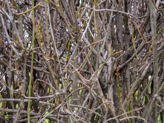 Background from bare branches of a bush. Bush without leaves. Buds on branches. Plant in winter in the south.