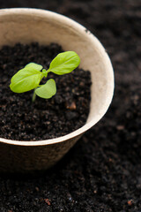 Peat pots with small sprouts on soil background. Zero waste and eco care concept.