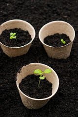 Peat pots with small sprouts on soil background. Zero waste and eco care concept.