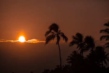 Palm Tree  Sunset on Kauai, Hawaii 