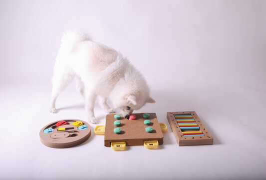 Dog playing Intellectual game. Training game for dogs.