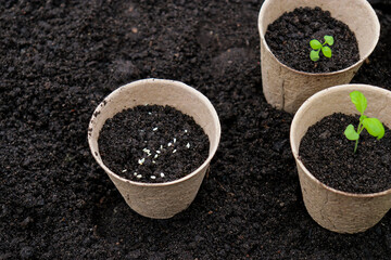 Peat pots with small sprouts on soil background. Zero waste and eco care concept.